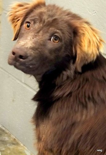 PawstoCare's profile picture. Our mission is to save as many cats and dogs from shelters in the south who choose to euthanize by means of the inhumane gas chamber.