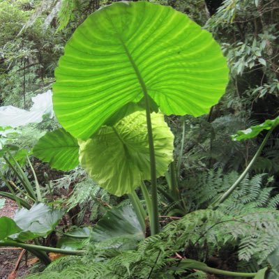 hikari22k's profile picture. 