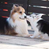 こてつ&こなつ (@kotetsu_corgi) 's Twitter Profile