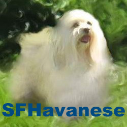 We’re an all-volunteer Havanese breed playgroup that hosts San Francisco Bay Area Havanese playdates, meetups, and socials. Find us at https://t.co/iuyGJBaqAn