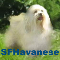 SFHavanese's profile picture. We’re an all-volunteer Havanese breed playgroup that hosts San Francisco Bay Area Havanese playdates, meetups, and socials. Find us at https://t.co/iuyGJBaqAn