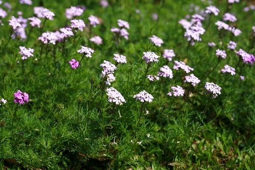 はじめまして！ツイッターは初心者です。ネットでお得にお買いものする事と、色々なお花の写真を撮ったりするのが趣味です。２２歳学生です。みなさま、よろしくおねがいします。