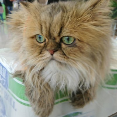 まるいねこ R0s W Twitter