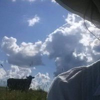 Jillian; Dr. Foster OVC'88 (@creatures_great) 's Twitter Profile