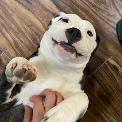 picodegotti's profile picture. 