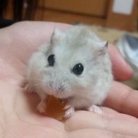 KIYOTARO (@kiyotarowada) Twitter profile photo