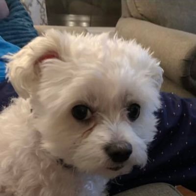 scottkiss29's profile picture. 