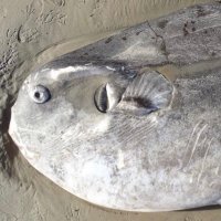 まんぼう♂ (@manbohluvcd) Twitter profile photo