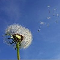 OpenSourceGardens (@opensrcgardens) 's Twitter Profile Photo