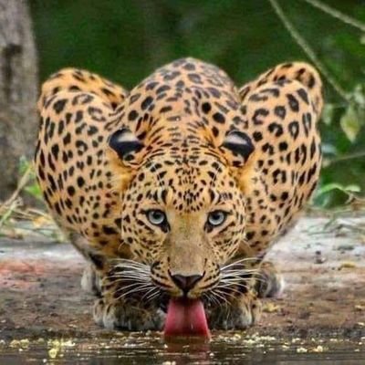 ogbeniwalor's profile picture. Free thinker