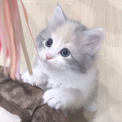 12匹の大型サイベリアン➕時々子猫ちゃんと毎日まったりしてますฅ^•ﻌ•^ฅ
〘愛玩動物飼養管理士1級 〙
〘動物セラピスト 〙
🍀時々無言F･FBすみません(ﾉ_ _)ﾉ

#サイベリアン#ネヴァマスカレード #セラピーキャット #社会福祉活動 #チョコレートカラー #赤ちゃんと仲良しサイベリアン