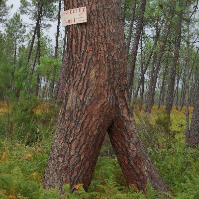 Des touittes d'arbres, de forestiers, de bois et du Monde vert.