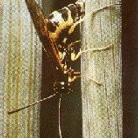 Scott Meers (@abbugcounter) 's Twitter Profile Photo Scott Meers (@abbugcounter) 's Twitter Profile Photo