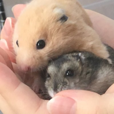 🌈ギルとうに🌈さんのプロフィール画像