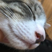 イブキ (@ibuki_ff) 's Twitter Profile