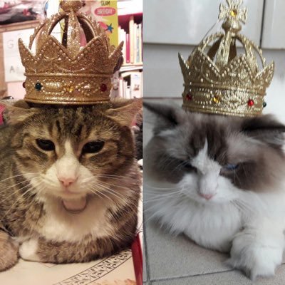 Bobby, Marley (#otrb 🌈💔😿07/06/22) both tabby and white, and sometimes our Ragdoll cousin Zackarito. we love our human mum👩‍👦. Instagram account: yoelinatic