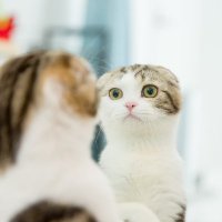 ☆シェアしよ♪☆PC・ガジェット部(公式アカウント) (@kamanyan01) 's Twitter Profile Photo ☆シェアしよ♪☆PC・ガジェット部(公式アカウント) (@kamanyan01) 's Twitter Profile Photo
