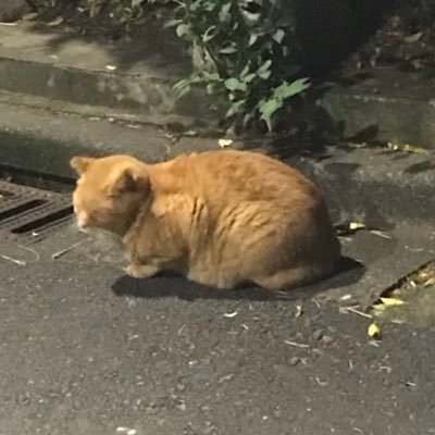 attoutekihiroin's profile picture. 成人済です。雑食ですが特にナミさんや明美さん。最近は専ら硝子さん。