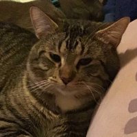 Shiliela(rhymes with Delilah) 😺 (@shiliela) 's Twitter Profile