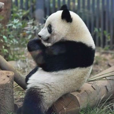 アドベンチャーワールド 公式 オリジナルパンダ壁紙 コロコロかわいいパンダイラストの壁紙を無料配布 ウェブ会議ツールの背景用などご自由にお使いください パンダファミリー を通してたくさんの方にsmileの輪が広がりますように 商業的利用