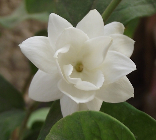 ghhilu's profile picture. 