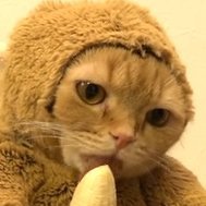 namathl's profile picture. games and cats