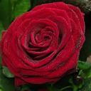 Eve Betts - @ShiningDucky - Twitter