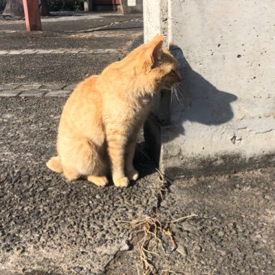 咲希華さんのプロフィール画像