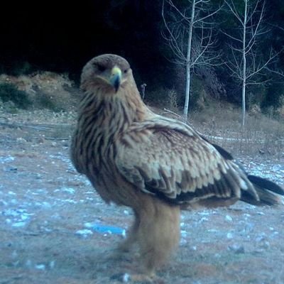 Perfil NO OFICIAL de ALGUNOS Agentes Medioambientales de la Comarca Utiel-Requena, en Valencia.