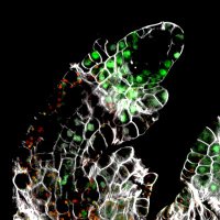 Colombo Lab PlantDev UNIMI (@labcolombo) 's Twitter Profile
