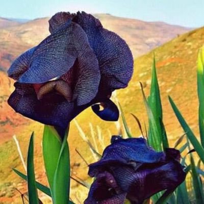 في حجم بعض الورد
Bazı güllerin büyüklüğünde.
الأردن Jordan Ürdün.
Gülüşün gülden güzel
