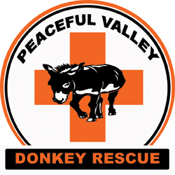 FeaturedDonkey showcases many of our adoptable donkeys.