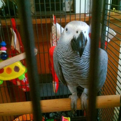 Littlegypsy69's profile picture. Animal loving female with many years experience with both domestic and small farm animals. 
Verified with Trusted House sitters, CRB checked and insured.