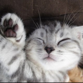 konio524's profile picture. 多趣味な四十路です