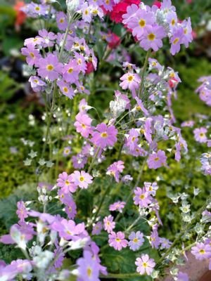 TNaitib's profile picture. 