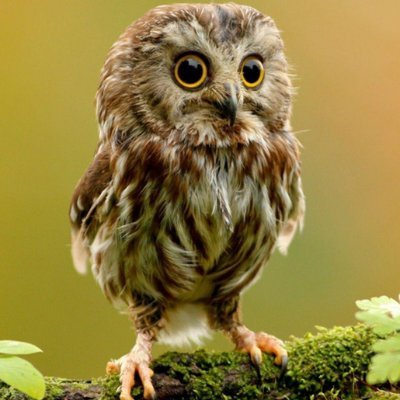 Owl pictures and/or videos every day.