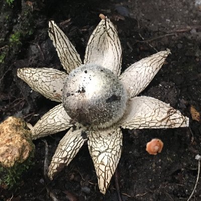 FlamePolyhedral's profile picture. Animation, Manga, Cats and Fungi. 
Not fungi expert.
なけなしの知識でキノコを判別してます。
間違いや誤認はご容赦を。