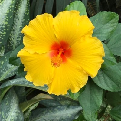 AmandaMarchuk's profile picture. 