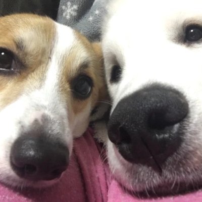 saataamiko's profile picture. 2016年7月5日生まれコーギーの民（みん）免疫介在性多発性関節炎闘病中🏥、2018年7月4日生まれグレートピレニーズの虎太（こた）の日常を呟いていきます。お気軽にフォローくださいね😊無言フォロー失礼します😅ブログ、YouTubeもやってるのでよかったら見てください☺️https://t.co/Cnkq1vCij0