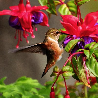 Promote Pollinators Profile
