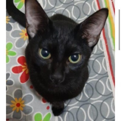 YBilalSahin's profile picture. 