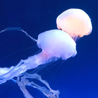 SWエンジニア→データ分析&データ活用企画→官公庁系、ドローン→教育業界でのデータ分析と生成AIの活用を目指すヒト/15👦、11 👦、9👧の父親/3回半育休(計2年3ヶ月)&復帰後もずっとなんちゃって時短だったヒト/共働き/プロボノ/家庭と仕事の両立にずっと葛藤してるヒト