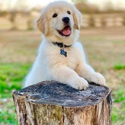 Rocky19477401's profile picture. 