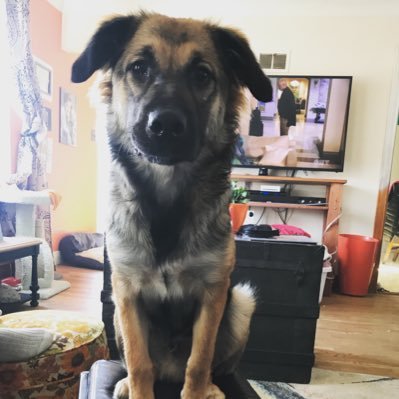 MelMartin7's profile picture. French Canadian NASCAR Fan🇨🇦 Dog cat and bunny mom