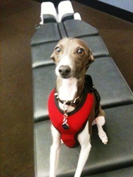 Dr. Steffen provides chiropractic services in South Lake Union. His Italian Greyhound Burton tweets at the office and in the off hours for all of our amusement.