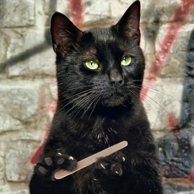 Salem The Cat ᓚᘏᗢ
