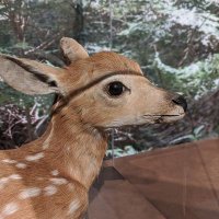 find me on Cohost @discodeerdiary (@discodeerdiary) 's Twitter Profile