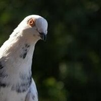 Cristian Ştefănescu (@icst) 's Twitter Profile