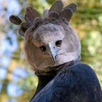 العفريت (@hlgdlmxw8sj2zqp) 's Twitter Profile