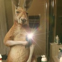 Kangupost (@rainerrmar) 's Twitter Profile